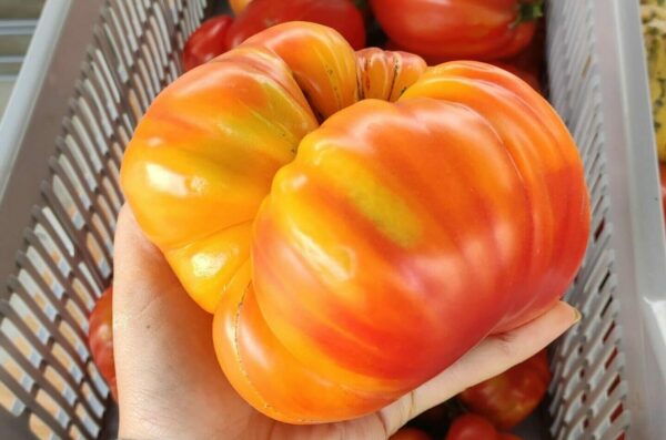 Tomate anciennes