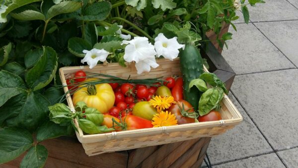 Tomates cerises – Image 2