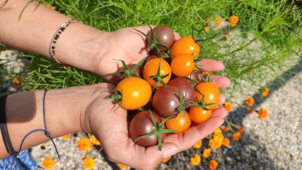 Tomates cerises