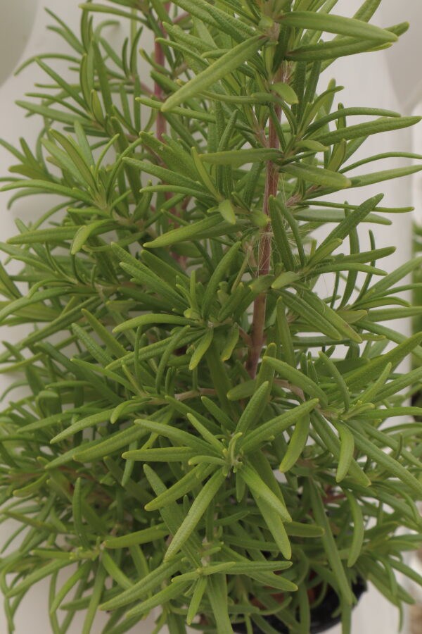 Romarin – Image 2