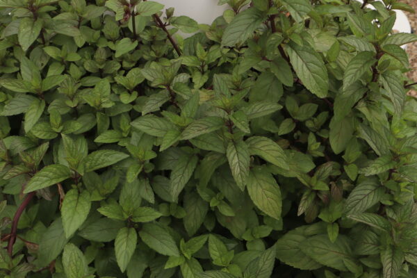 Menthe poivrée