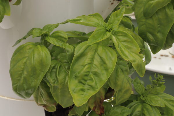 Basilic grand vert