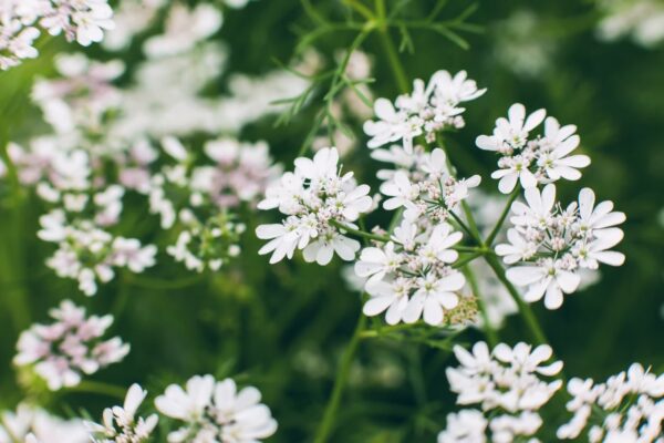 Fleurs de coriandre