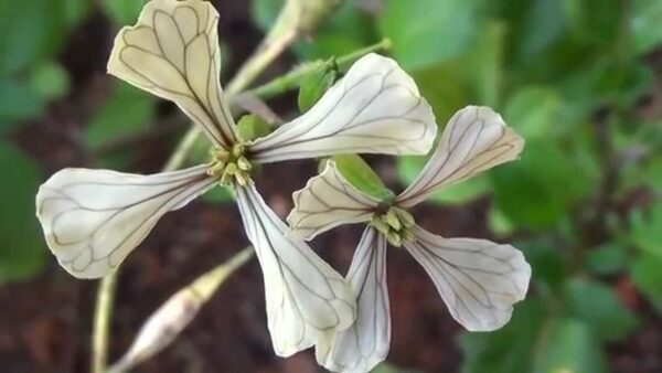 Fleurs de roquette