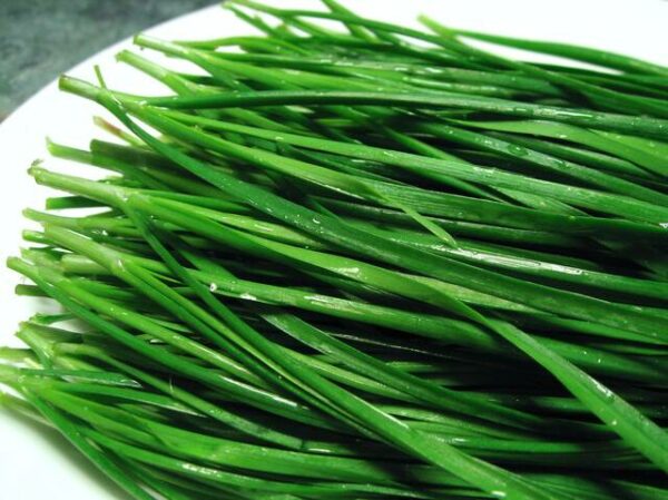 Ciboule de Chine